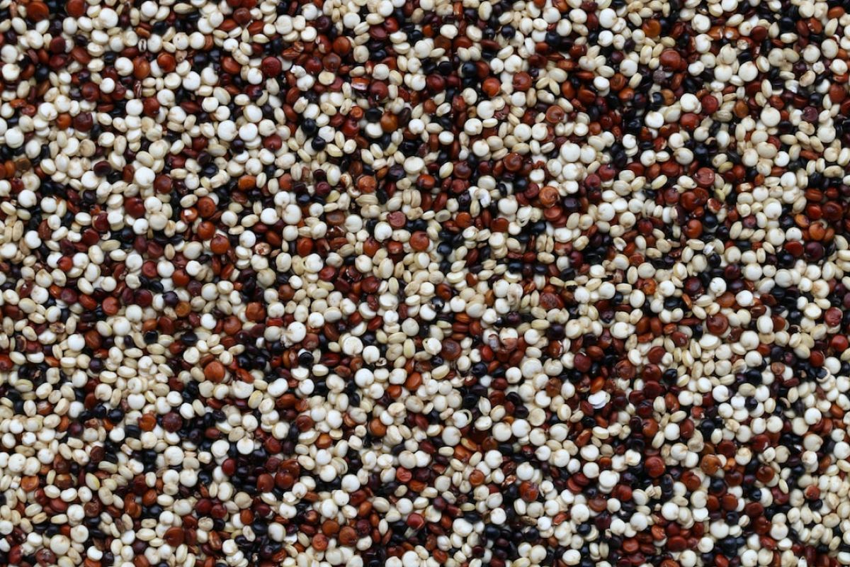 Quinoa : l'ingrédient santé à découvrir absolument !